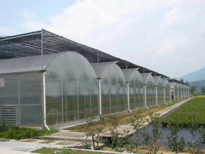 連棟薄膜溫室